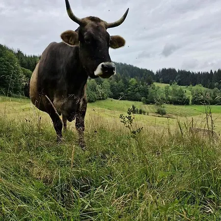 Arnika Lejlighed Missen-Wilhams