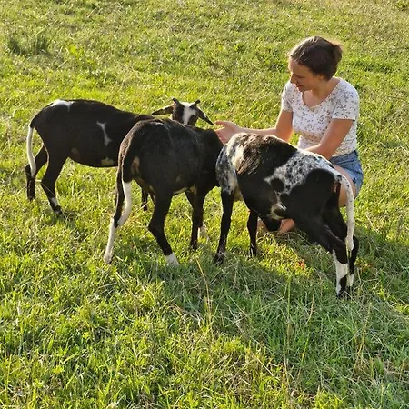 Arnika * Missen-Wilhams